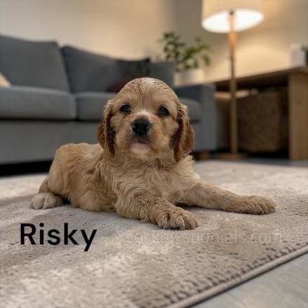 puppy, for, sale, Cocker Spaniel, Joe & Cherri  Overlease, dog, breeder, Miller, MO, dog-breeder, puppy-for-sale, forsale, nearby, find, puppyfind, locator, puppylocator, aca